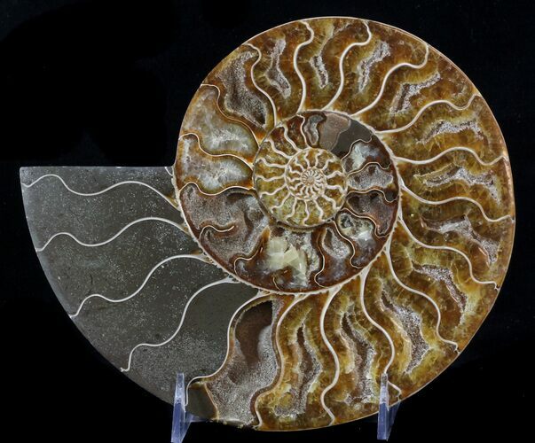 Cut Ammonite Fossil (Half) - Beautifully Agatized #58281